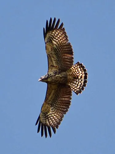 Common Black Hawk (Buteogallus anthracinus)