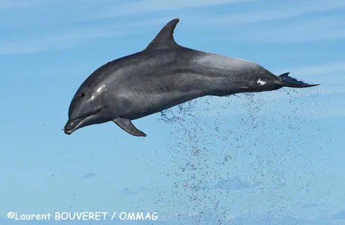 Common Bottlenose Dolphin
