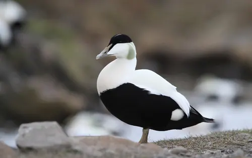 Common Eider (Somateria mollissima)