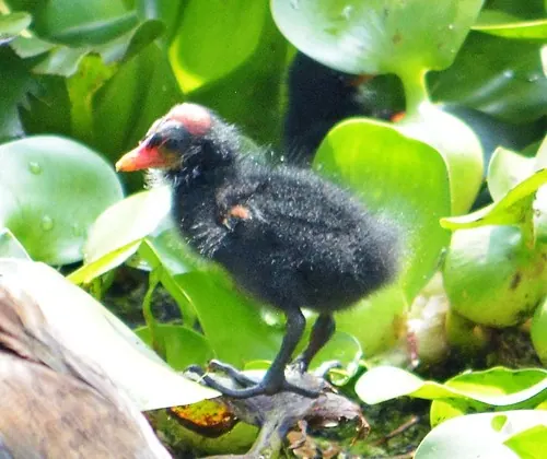 Common Gallinule