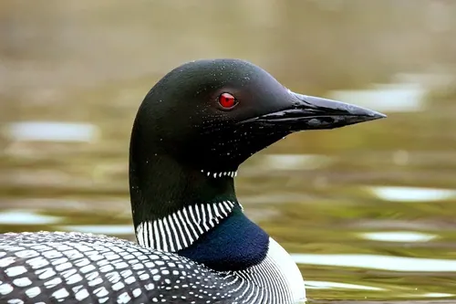 Common Loon (Gavia immer)