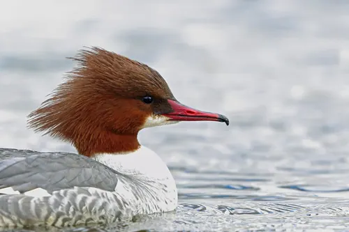 Common Merganser (Mergus merganser)