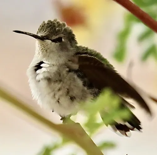 Costa's Hummingbird