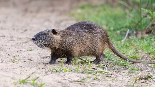 Coypu (Myocastor coypus)
