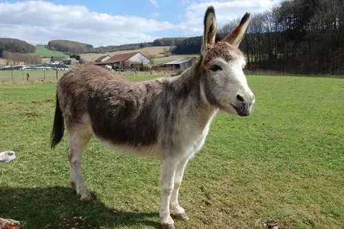 Donkey (Equus asinus)