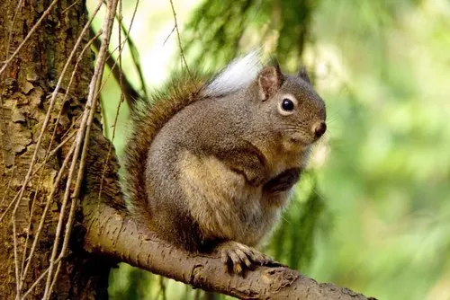 Douglas's Squirrel (Tamiasciurus douglasii)