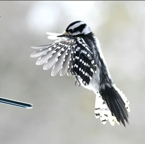 Downy Woodpecker