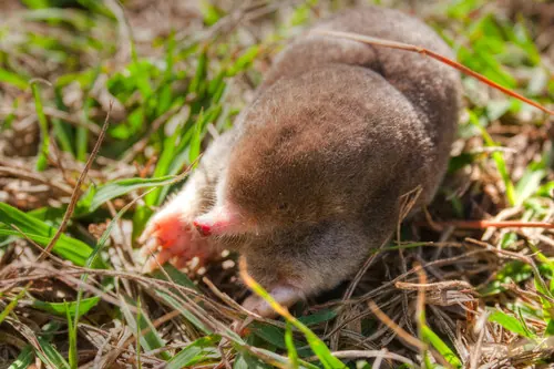 Eastern Mole (Scalopus aquaticus)