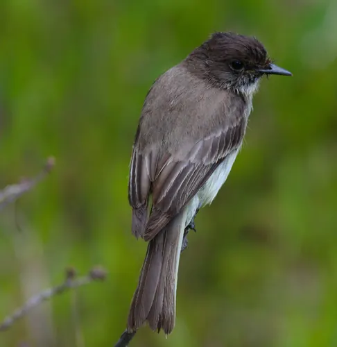 Eastern Phoebe (Sayornis phoebe)