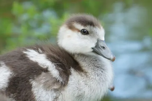 Egyptian Goose (Alopochen aegyptiaca)