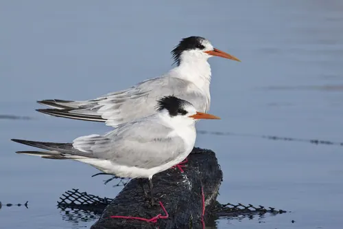 Elegant Tern (Thalasseus elegans)