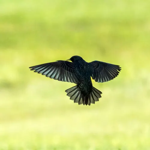 European Starling (Sturnus vulgaris)