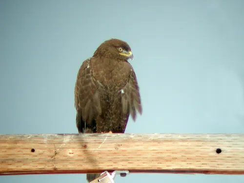 Ferruginous Hawk (Buteo regalis)