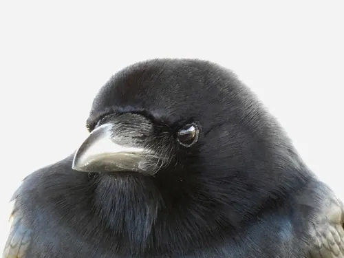 Fish Crow (Corvus ossifragus)