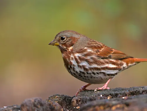 Fox Sparrow (Passerella iliaca)