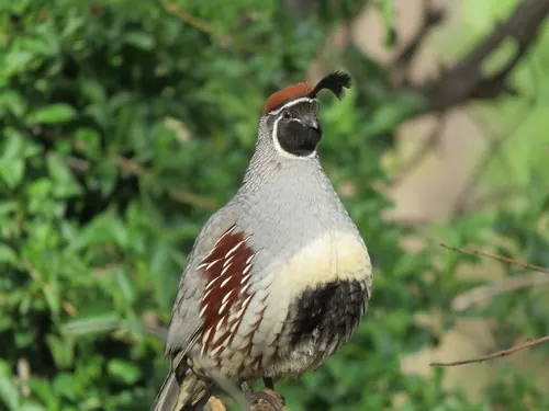 Gambel's Quail (Callipepla gambelii)