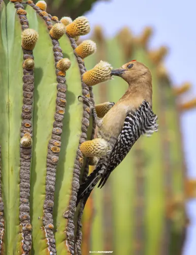 Gila Woodpecker (Melanerpes uropygialis)