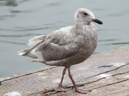 Glaucous-winged Gull (Larus glaucescens)