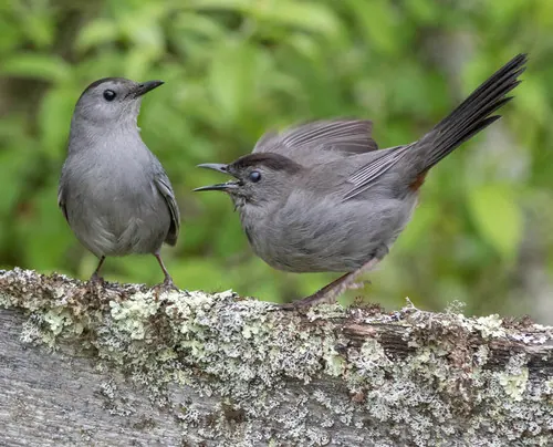 Gray Catbird (Dumetella carolinensis)