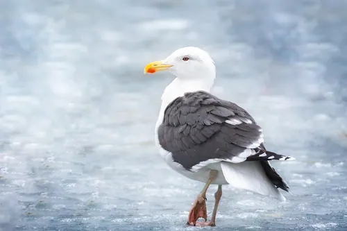Great Black-backed Gull (Larus marinus)