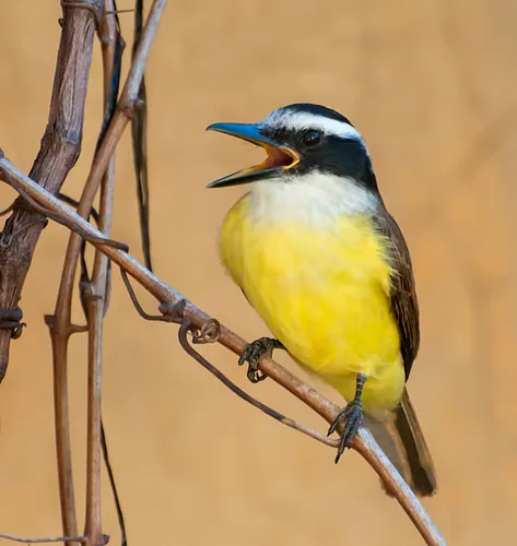 Great Kiskadee
