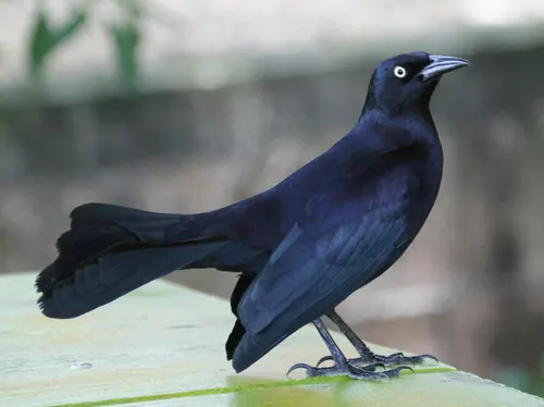 Greater Antillean Grackle (Quiscalus niger)