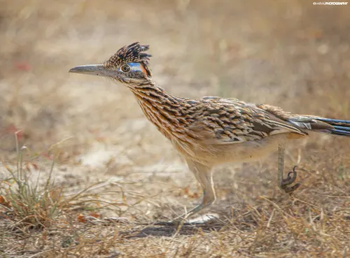 Greater Roadrunner (Geococcyx californianus)