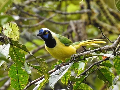Green Jay (Cyanocorax yncas)