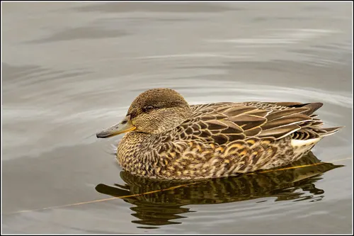 Green-winged Teal (Anas crecca)