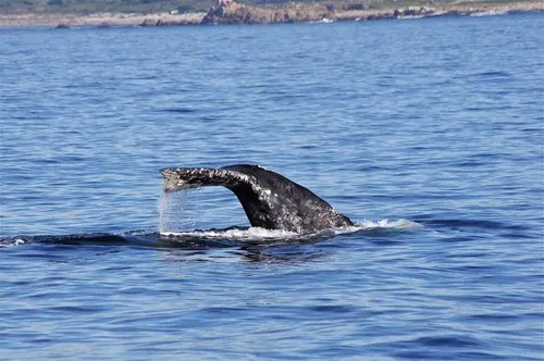Grey Whale (Eschrichtius robustus)