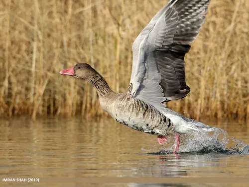Greylag Goose (Anser anser)