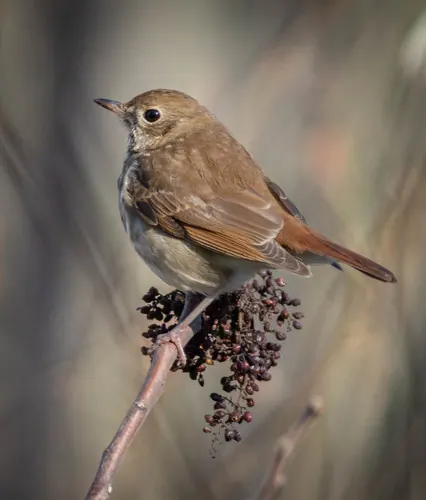 Hermit Thrush (Catharus guttatus)