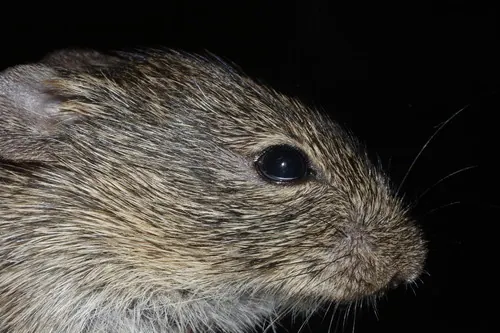 Hispid Cotton Rat