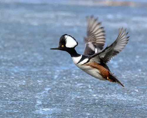 Hooded Merganser