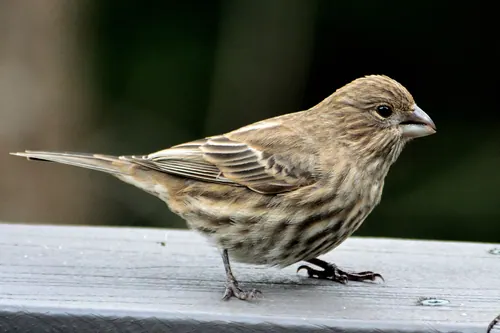 House Finch