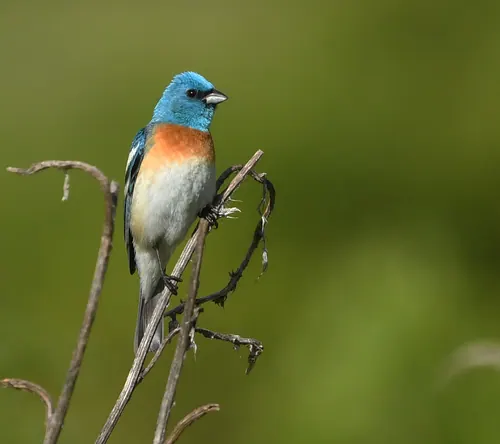 Lazuli Bunting (Passerina amoena)