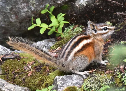 Least Chipmunk (Neotamias minimus)
