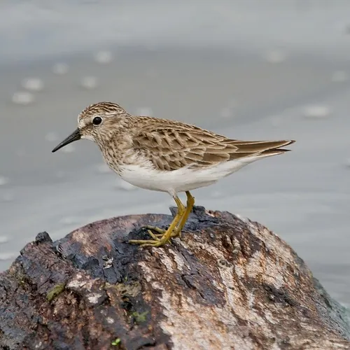 Least Sandpiper