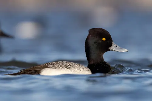 Lesser Scaup (Aythya affinis)