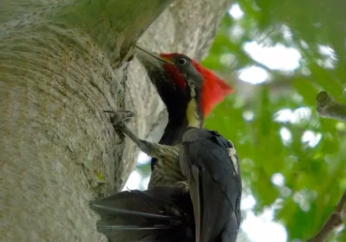 Lineated Woodpecker (Dryocopus lineatus)