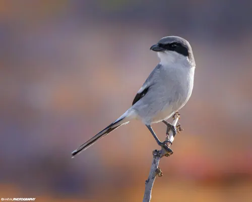 Loggerhead Shrike (Lanius ludovicianus)