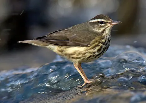 Louisiana Waterthrush (Parkesia motacilla)