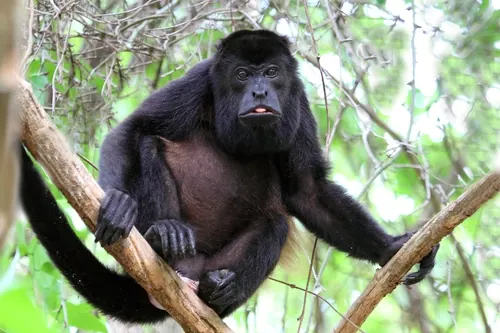 Mantled Howler Monkey (Alouatta palliata)