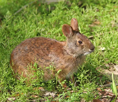 Marsh Rabbit