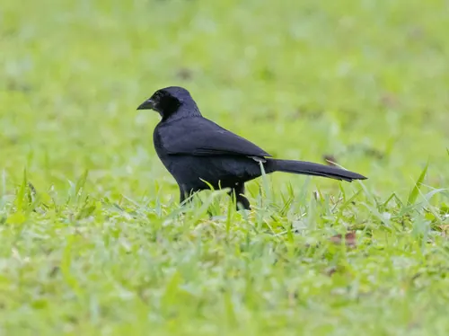 Melodious Blackbird (Dives dives)