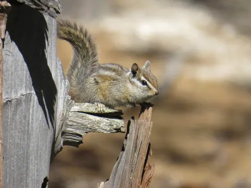 Merriam's Chipmunk (Neotamias merriami)