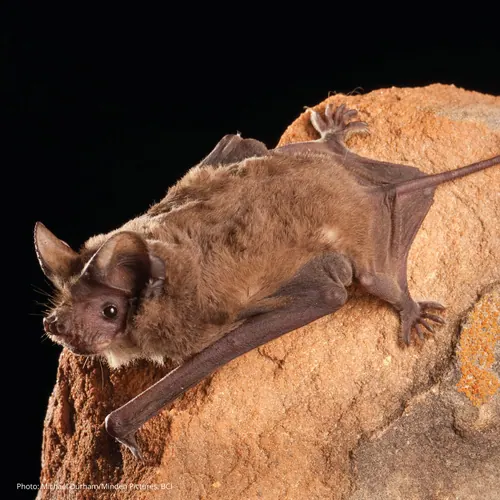 Mexican Free-tailed Bat (Tadarida brasiliensis)