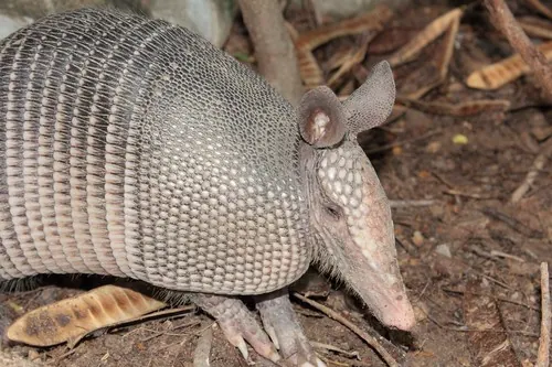 Mexican Long-nosed Armadillo