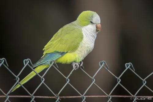 Monk Parakeet (Myiopsitta monachus)