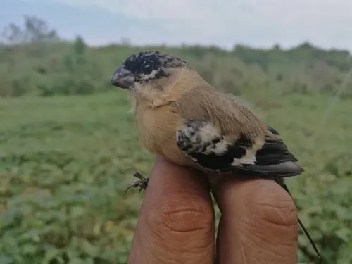 Morelet's Seedeater (Sporophila morelleti)